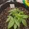 Lemon Cherry Cookies Auto feminisierte Samen zu verkaufen