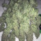 LSD Cannabis-Samen Kaufen
