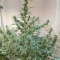 Orange Sherbet Auto Cannabis-Samen Kaufen