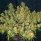 Auto Glueberry O.G. Cannabis-Samen Kaufen