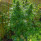 Frisian Dew (Dutch Passion) Cannabis-Samen zu verkaufen
