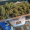 Kaufe Original Trainwreck Auto Samen feminisiert von Fast Buds