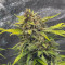 Kaufe Original Cinderella Auto Samen feminisiert von Fast Buds