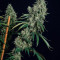 Tropicanna Banana (Barney's Farm) Cannabis-Samen zu verkaufen