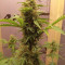 CBD Lemon Auto Cannabis-Samen Kaufen
