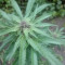Kaufe Grandmommy Purple Samen feminisiert von Herbies Seeds