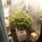 Kaufe Mimosa x Orange Punch Samen feminisiert von Barney's Farm
