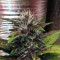 Purple Lemonade Auto Cannabis-Samen Kaufen