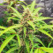 Scarlet Skunk Autoflower feminisierte Samen (EGS)
