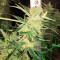 Sour Lemon OG Samen feminisiert (Emerald Triangle Seeds)