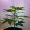 Alien Gorilla (Original Sensible Seeds) Cannabis-Samen