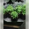 Fat Bastard (Blimburn Seeds)