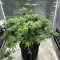 Insane OG (Herbies Seeds)
