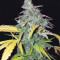 Orange Sherbet Auto feminisierte Samen (Fast Buds)