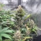 Pound Cake Auto feminisierte Samen (Fast Buds)