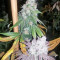 Pure Kush (Original Sensible Seeds) Cannabis-Samen