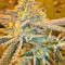 Pure Kush (Original Sensible Seeds) Cannabis-Samen