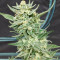 Strawberry Banana Auto feminisierte Samen (Fast Buds)