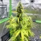 Super Lemon Cloud Auto (Herbies Seeds)