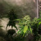 Triple Cheese (Barney's Farm) Cannabis-Samen