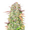 Original Trainwreck Auto Samen feminisiert (Fast Buds)