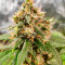 Wedding Cake Autoflower feminisierte Samen (EGS)