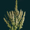 Wedding Glue Auto feminisierte Samen (Seedstockers)