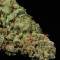 White Widow (GHS) Cannabis-Samen