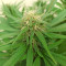 Tatanka Pure CBD feminisiertes Saatgut (RQS)
