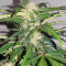 Auto Kaya 47 (Advanced Seeds) Cannabis-Samen