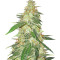 BCN Power Plant (Seedstockers) Cannabis-Samen