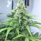 Big Freeze (Big Head Seeds) Cannabis-Samen