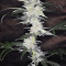 Bruce Banner #3 Auto strain