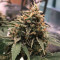 Candy Dawg Autoflower (Seedstockers) Cannabis-Samen