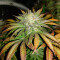 Chemdawg (Humboldt Seeds Organization) Cannabis-Samen