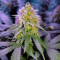 Cookie Dawg (Big Head Seeds) Cannabis-Samen