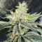 Dozy Cookies feminisierte Samen (AlphaFem Seeds)
