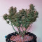 Girl Scout Cookies (Big Head Seeds) Cannabis-Samen