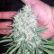 King's Banner regular (Dark Horse Genetics) Cannabis-Samen