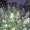 King's Banner regular (Dark Horse Genetics) Cannabis-Samen