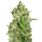 NL5 x Haze Regular (Mr. Nice Seedbank) Cannabis-Samen