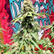 Northern Lights regular (Sensi Seeds) Cannabis-Samen