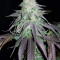 OGKZ (Humboldt Seeds Organization) Cannabis-Samen