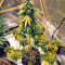 Sticky Fingers Autoflower (Seedstockers) Cannabis-Samen