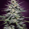 Super Lemon Haze CBD (GHS) Cannabis-Samen
