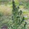 Super Skunk Autoflower (Seedstockers) Cannabis-Samen