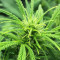 Ak Automatic (BlimBurn Seeds) Cannabis-Samen