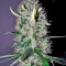 Arjan's Haze #3 (GHS) Cannabis-Samen
