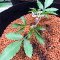 Chempie (Ripper Seeds)