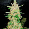 Extreme Impact Auto (Heavyweight Seeds) Cannabis-Samen